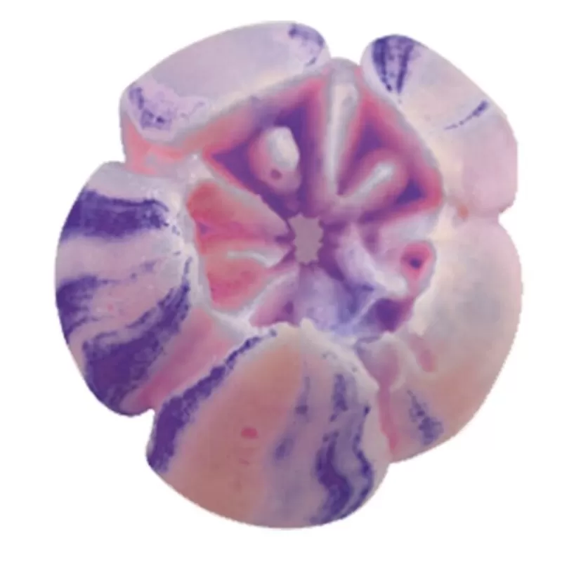 Cerf Dellier Douille A Fleur Inox N 9 Patisdecor