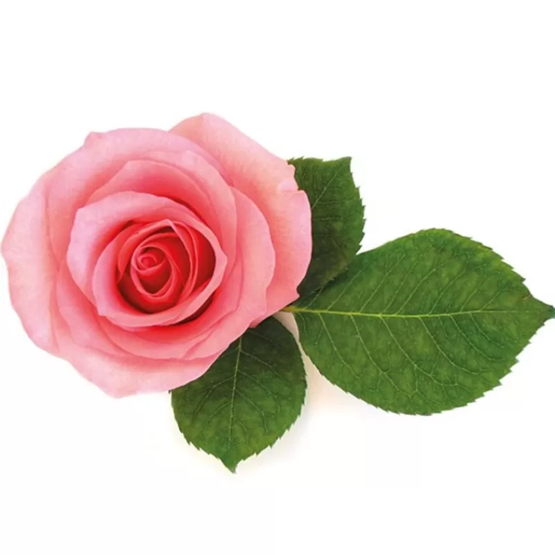 Cerf Dellier Extrait De Rose 5% Patisdecor 50 Ml